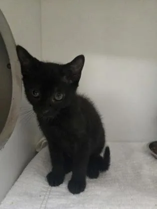 A baby small-sized female Domestic Short Hair cat named Sophia for adoption in Savannah, GA