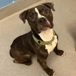 An adult medium-sized male Brindle Pit Bull Terrier dog named Rex for adoption in Hilliard, OH