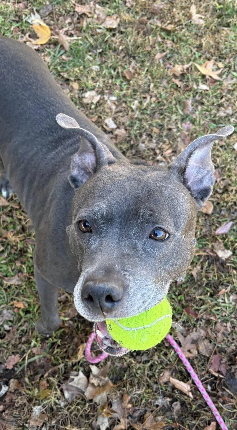 A young medium-sized female Pit Bull Terrier dog named Bailey for adoption in New Castle, DE