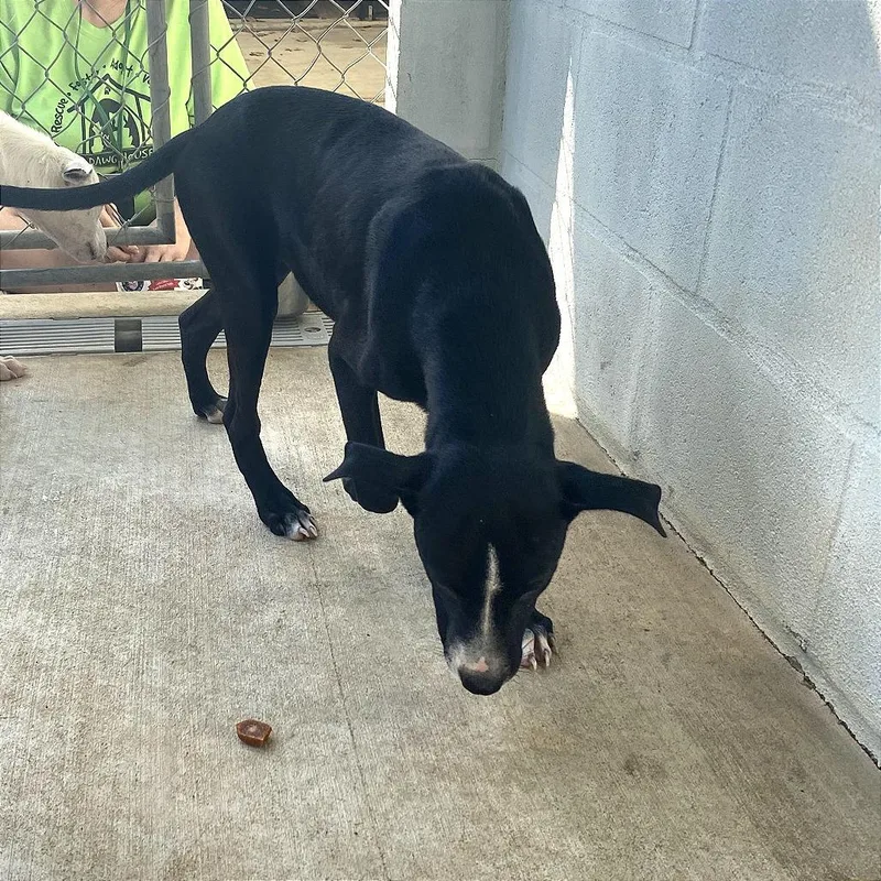 A baby medium-sized male Mixed Breed dog named Shadow for adoption in Denison, TX