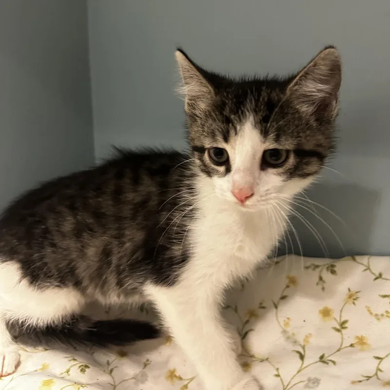 A baby small-sized female Gray / Blue / Silver Domestic Short Hair cat named Sparkle for adoption in Chattanooga, TN