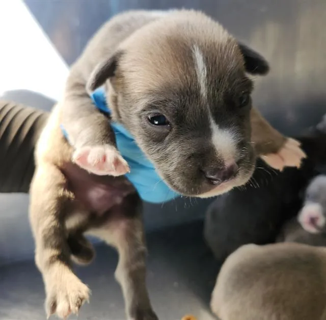 A baby small-sized male American Staffordshire Terrier dog named Atticus for adoption in San Antonio, TX