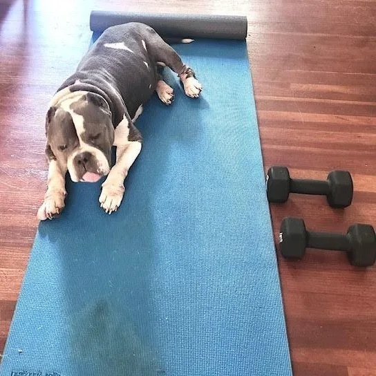An adult medium-sized female Gray / Blue / Silver American Staffordshire Terrier dog named Gladys for adoption in Los Angeles, CA