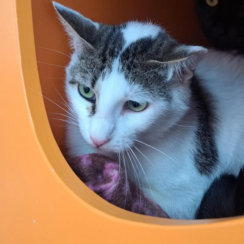 An adult medium-sized male White Domestic Short Hair cat named Fruit Punch for adoption in Albuquerque, NM