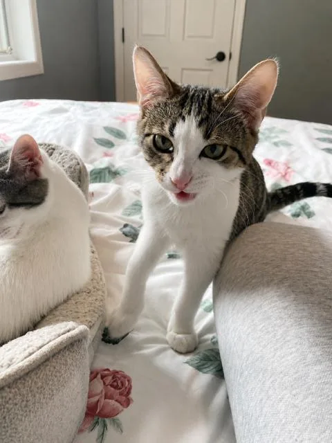 A baby medium-sized male Domestic Short Hair cat named Tabby for adoption in Blaine, MN