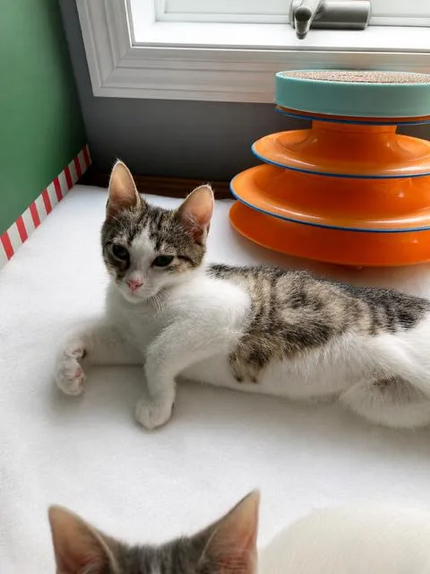 Tabby thumbnail 2