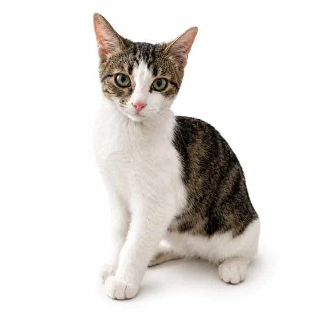 Tabby thumbnail 3