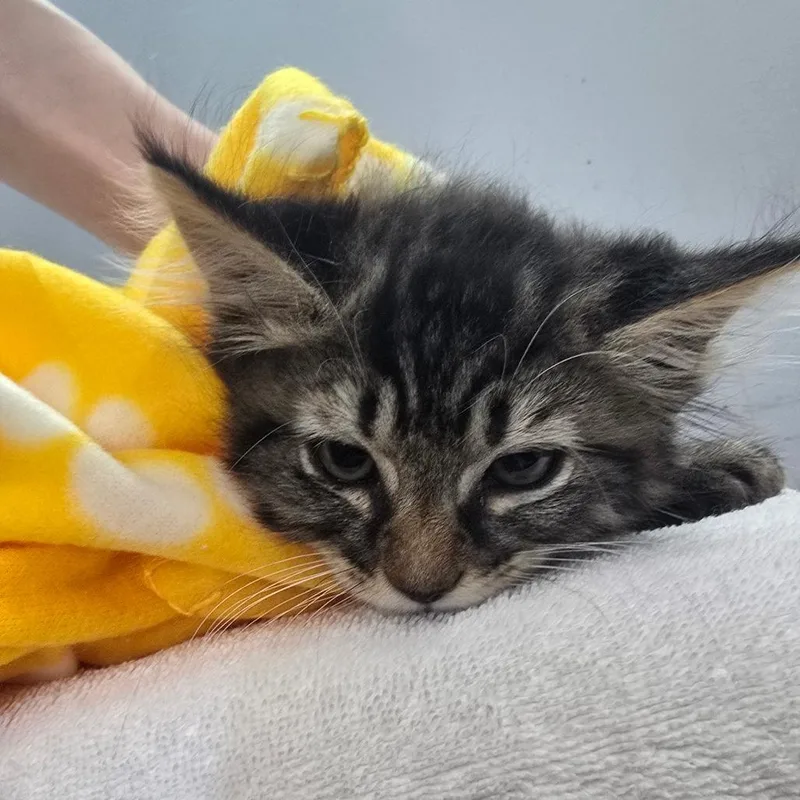 A baby small-sized female Domestic Medium Hair cat named Mouse for adoption in Fairmont, WV