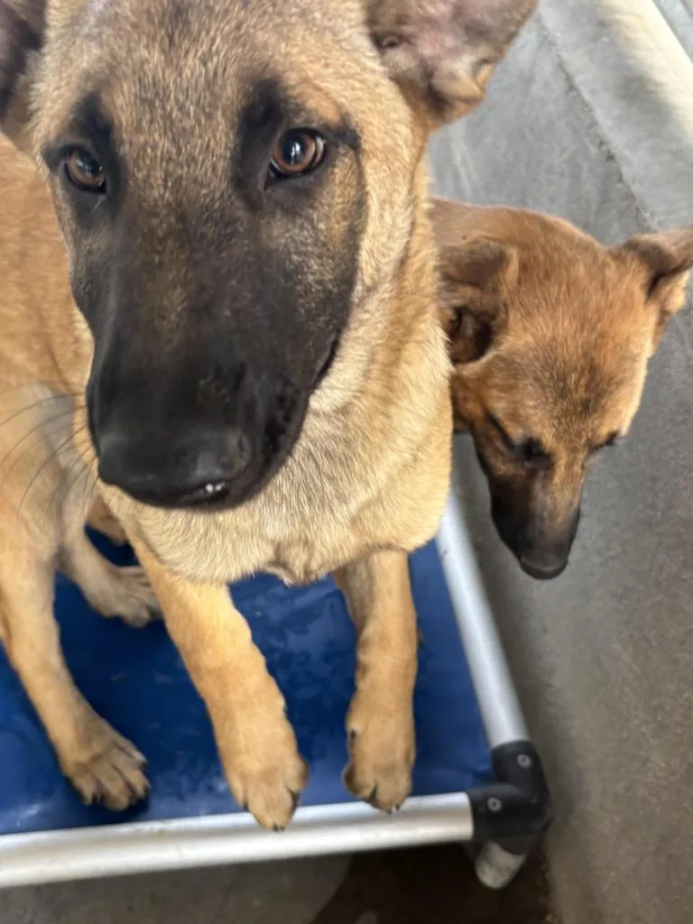 A baby medium-sized female German Shepherd Dog dog named Freya for adoption in McFarland, CA