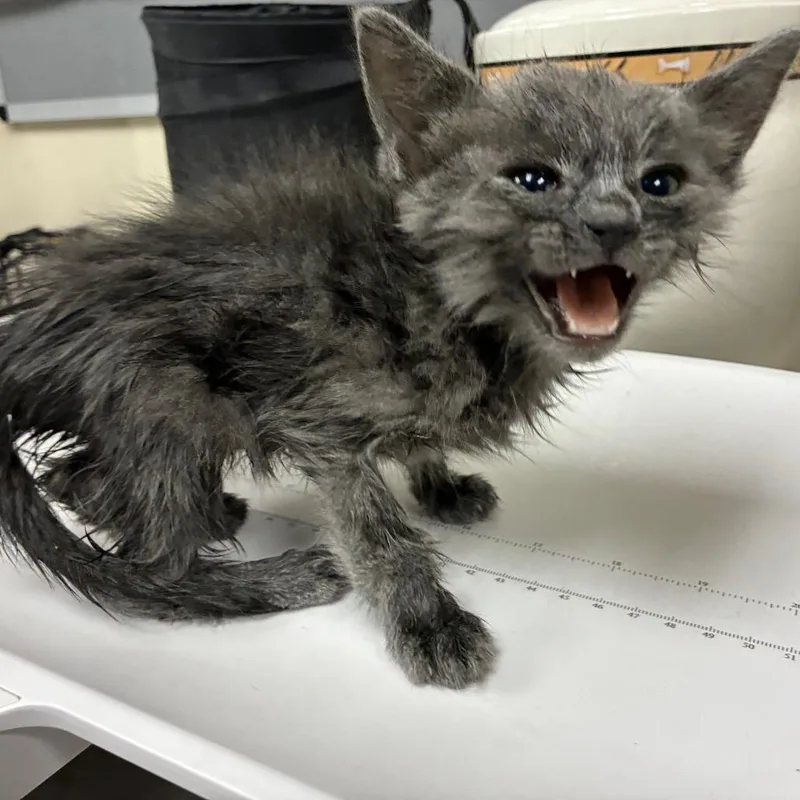 A baby small-sized female Gray / Blue / Silver Domestic Short Hair cat named Dustbunny for adoption in Pasadena, CA