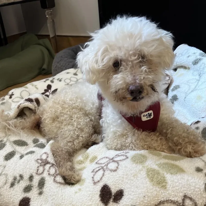 A senior small-sized male White / Cream Maltese dog named Shaggy for adoption in San Francisco, CA