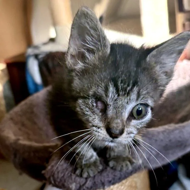 A baby small-sized female Brown / Chocolate Domestic Short Hair cat named Sardine for adoption in Austin, TX