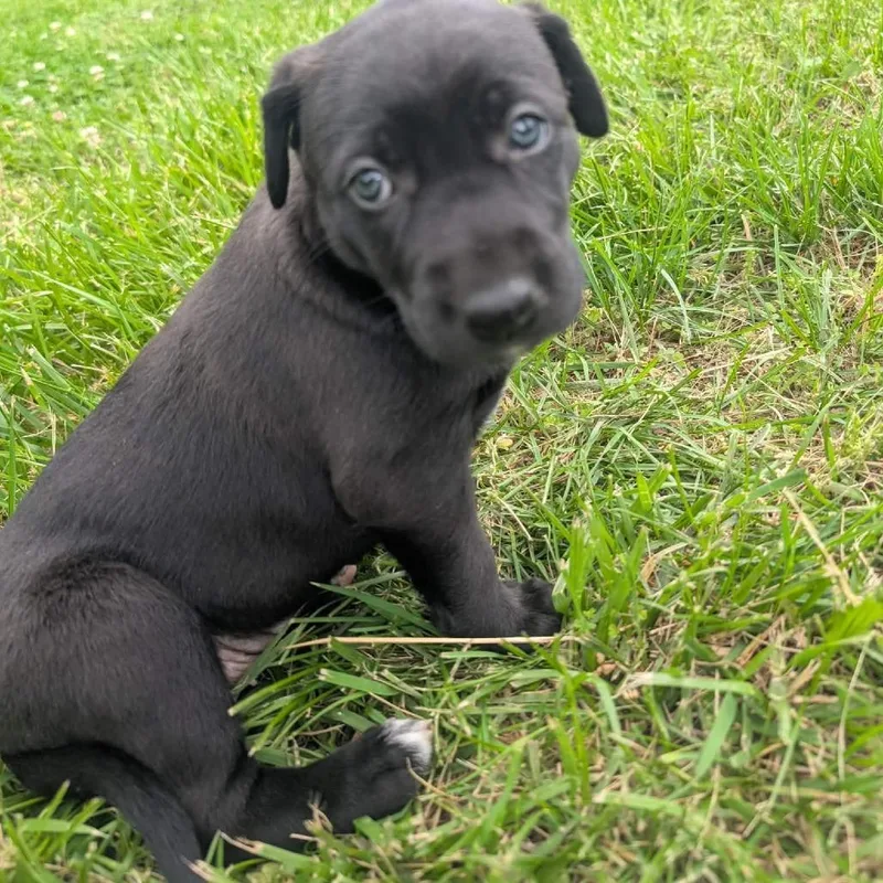 A baby medium-sized female Black Shepherd dog named Octavia for adoption in Shawnee, KS