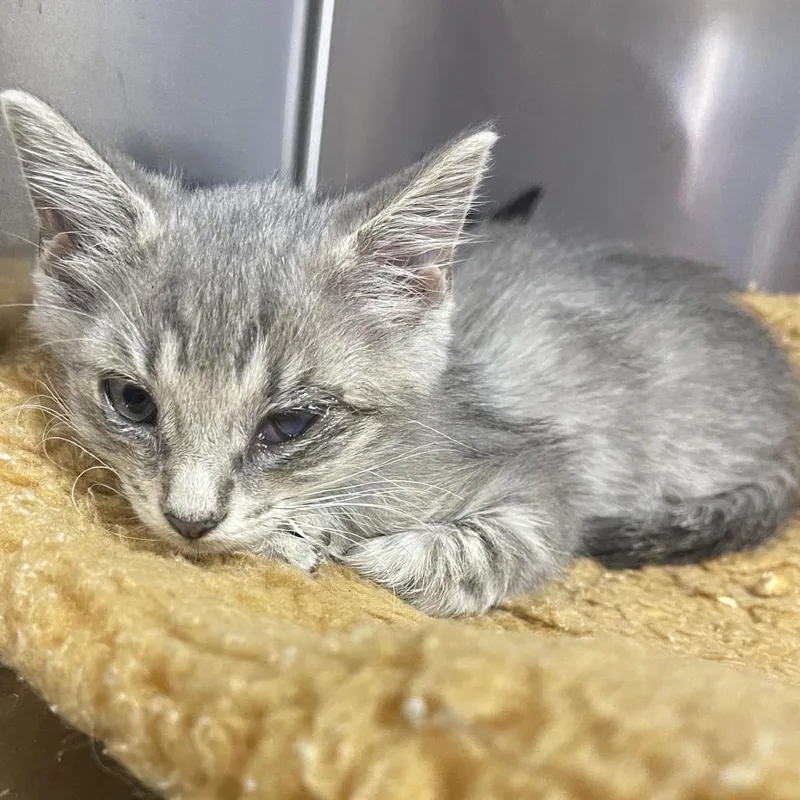A baby small-sized female Domestic Short Hair cat named Tinker for adoption in Donalsonville, GA