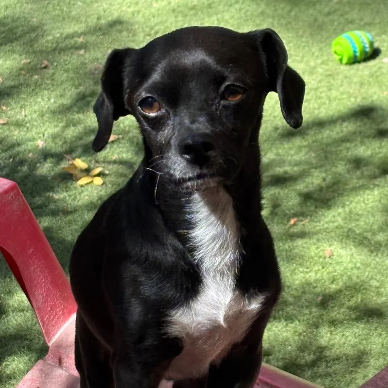 An adult small-sized male Chihuahua dog named Ricky for adoption in Sonoma, CA
