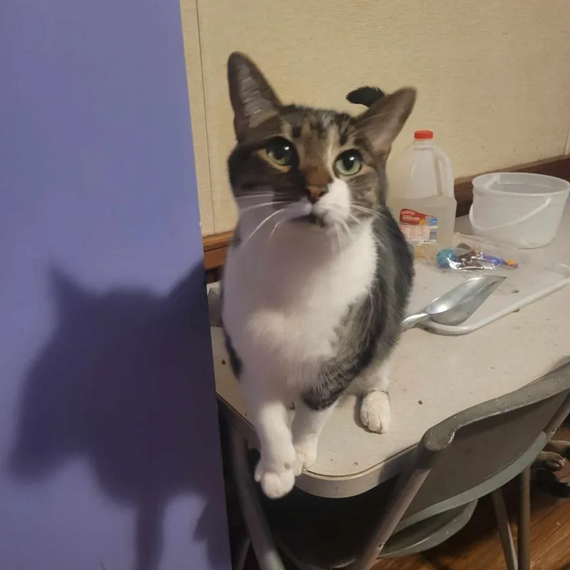 Pretty Boy thumbnail 3