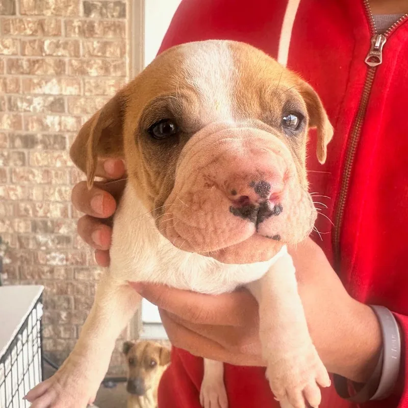 A young small-sized male Brown / Chocolate Shar-Pei dog named Rufus for adoption in Midland, TX