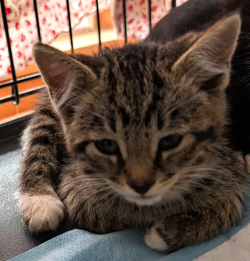 A baby medium-sized male Tabby (Brown / Chocolate) Tabby cat named Jaliel for adoption in Ypsilanti, MI