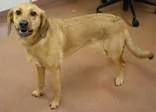 A senior medium-sized female Mixed Breed dog named Maple for adoption in Spanish Fork, UT