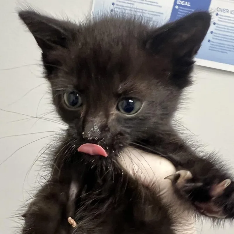 A young medium-sized male Domestic Short Hair cat named Fonzie for adoption in Jacksonville, FL