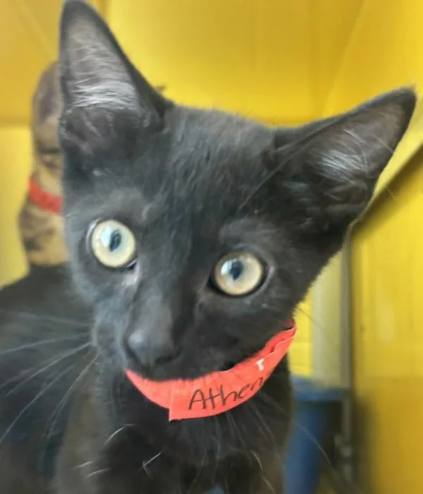 A baby small-sized female Domestic Short Hair cat named Athena for adoption in Golden, CO