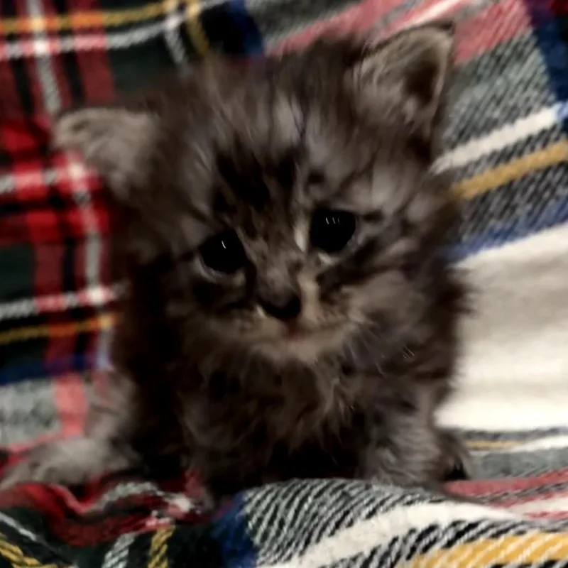 A baby small-sized male Brown / Chocolate Domestic Short Hair cat named Boone for adoption in Long Beach, CA