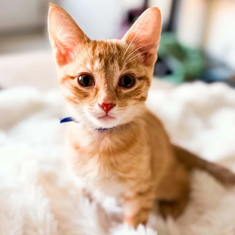 A baby medium-sized male Tabby (Orange / Red) Domestic Short Hair cat named Spark for adoption in Kentwood, MI