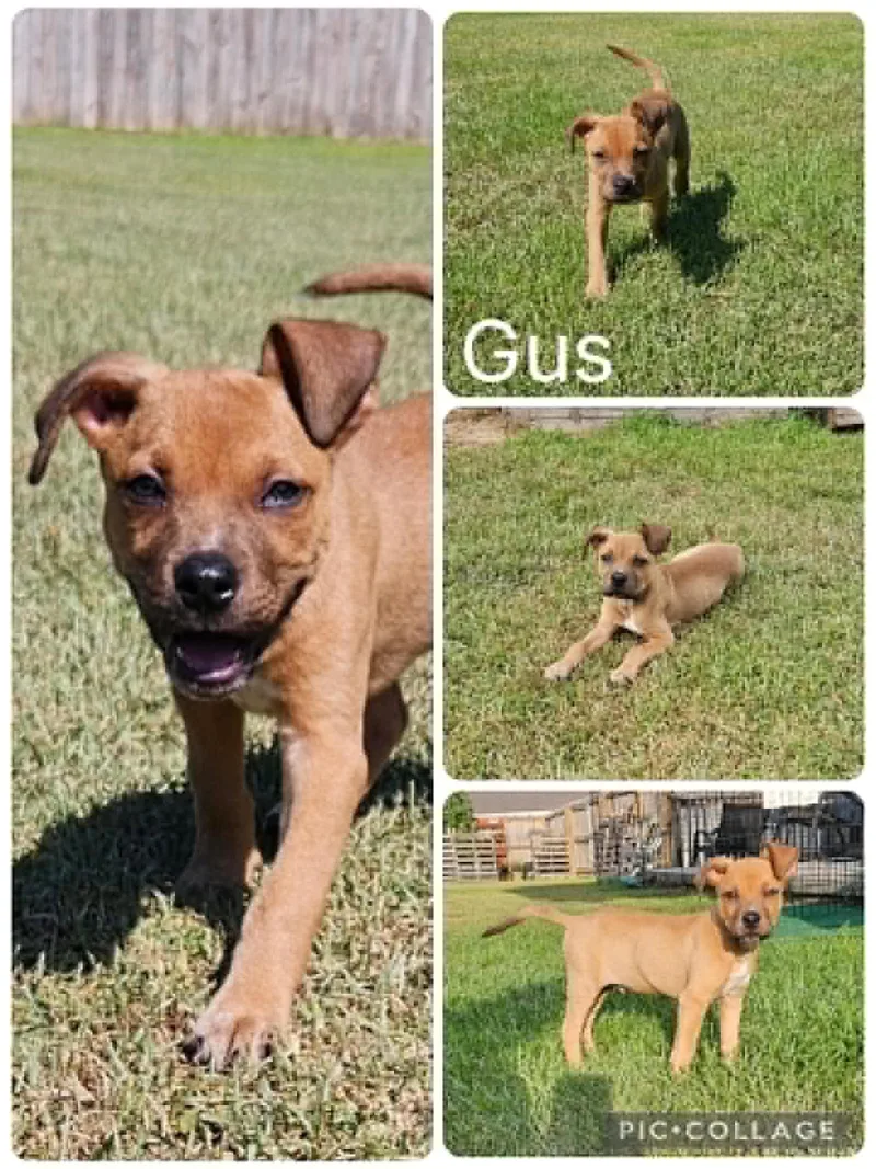 A baby medium-sized male American Bulldog dog named Gus for adoption in Enterprise, AL