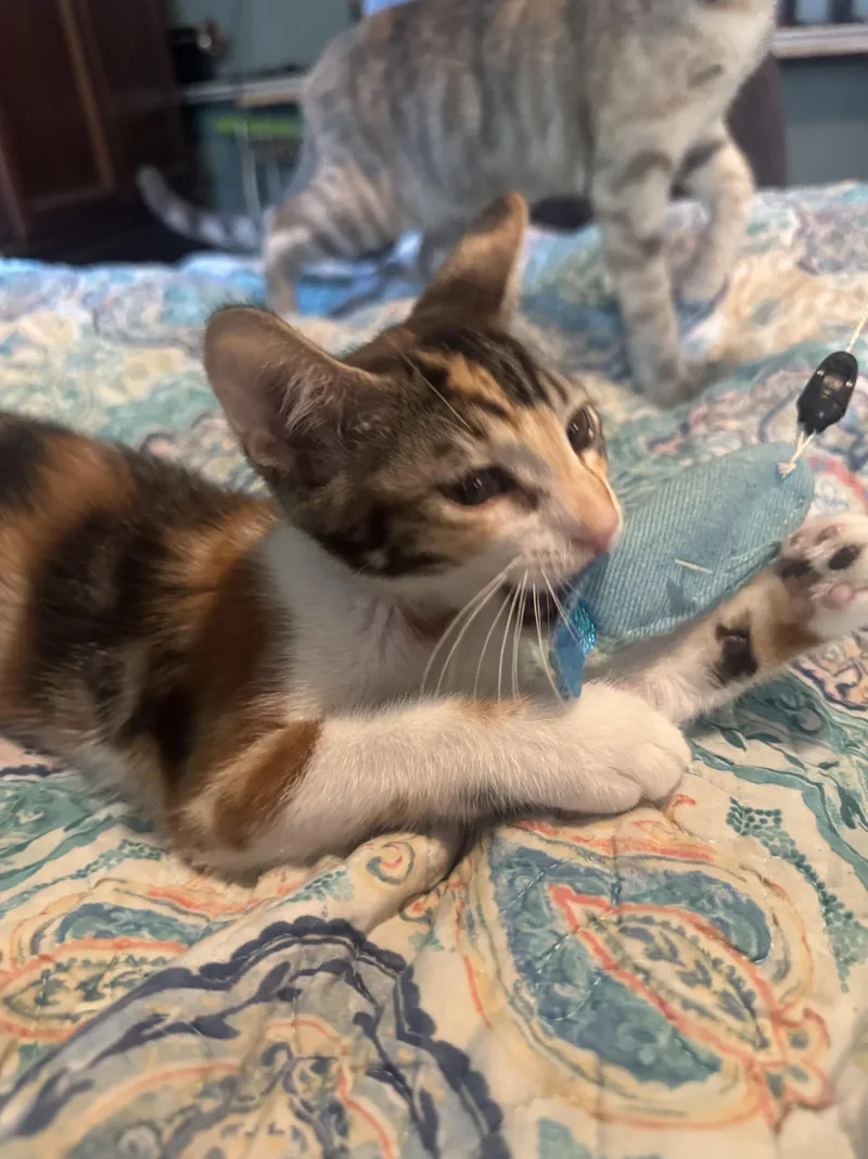 Mary Kate thumbnail 3