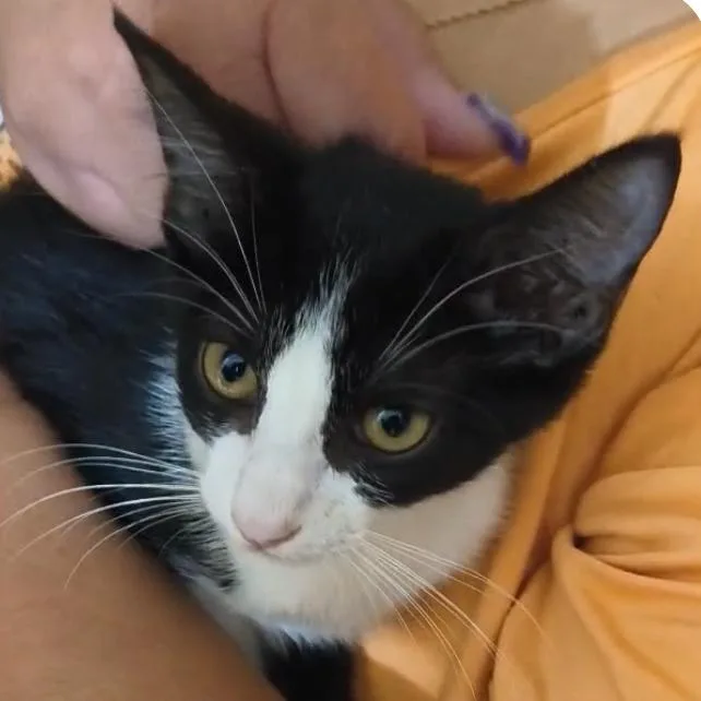 A baby small-sized male Black Domestic Short Hair cat named Dori for adoption in Houston, TX