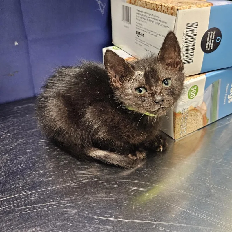 A baby small-sized male Black Domestic Short Hair cat named Quantumania for adoption in Austin, TX