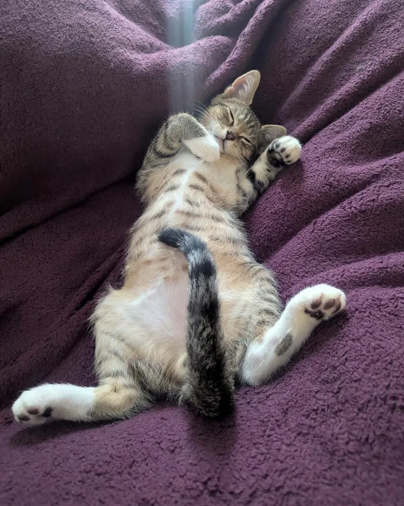 JeanJacques