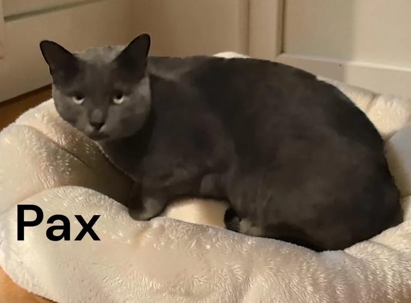A baby medium-sized male Gray / Blue / Silver Domestic Short Hair cat named Pax for adoption in Weems, VA