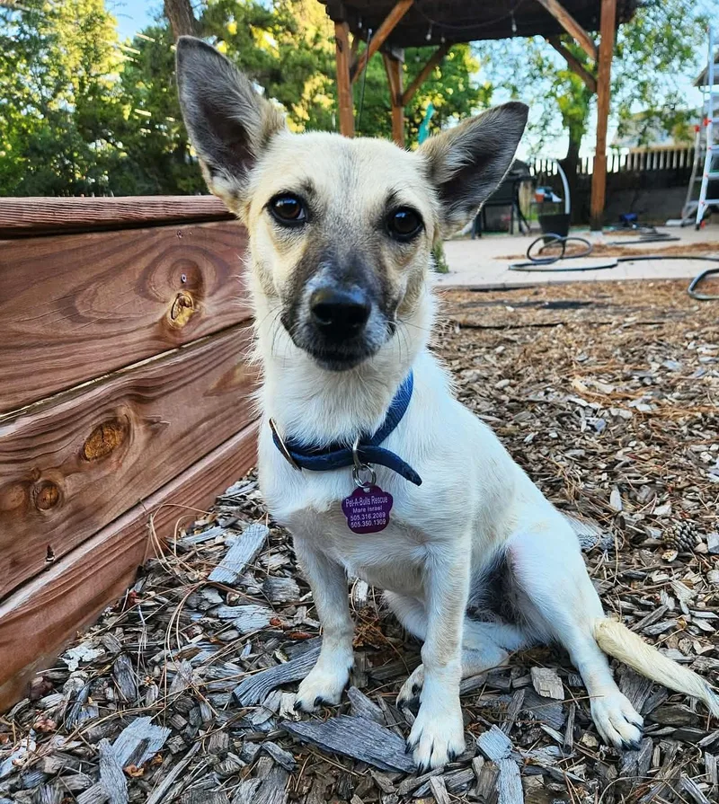 A young small-sized female White / Cream Rat Terrier dog named Serene Lil Ms Sabine for adoption in Albuquerque, NM