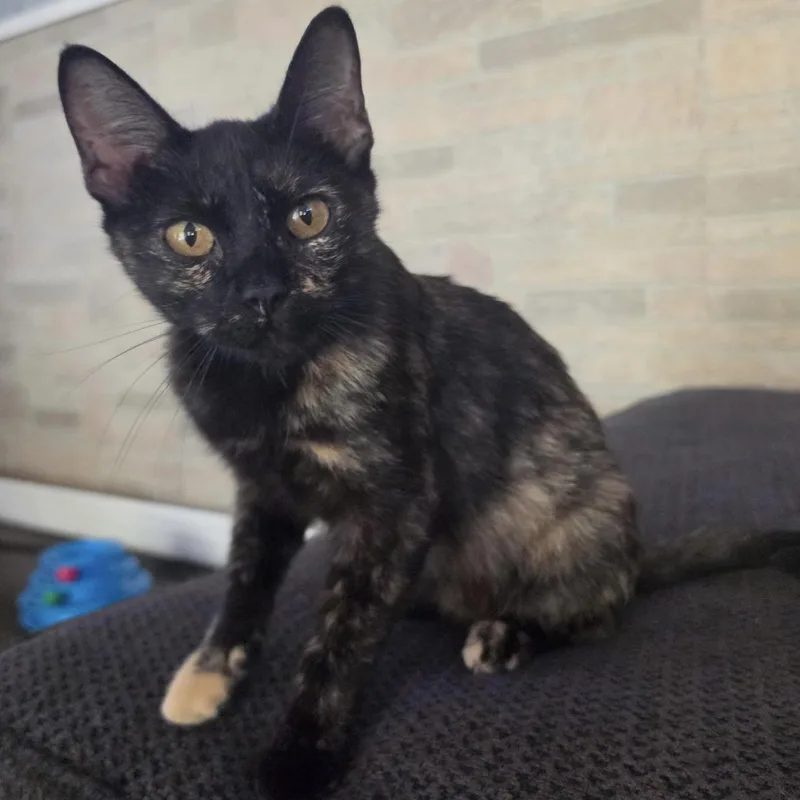 A young small-sized female Tortoiseshell cat named Queen Amber for adoption in Bentonville, AR