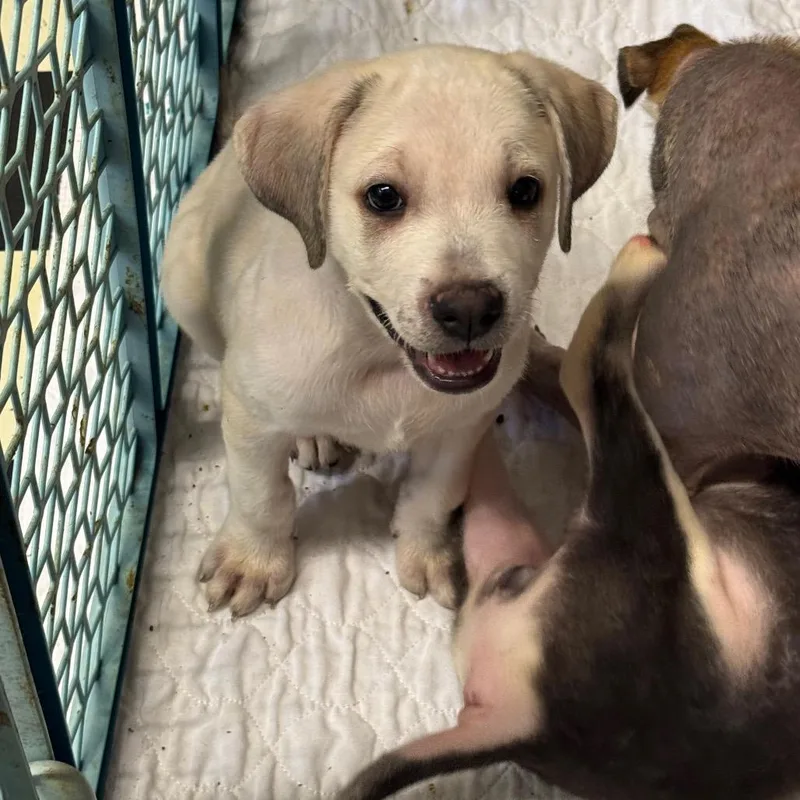 A baby medium-sized male White / Cream Mixed Breed dog named Bjorn Ironside for adoption in Eureka Springs, AR