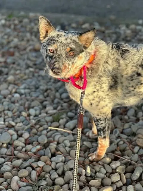 An adult medium-sized female Cattle Dog dog named Smudge for adoption in Battle Ground, WA