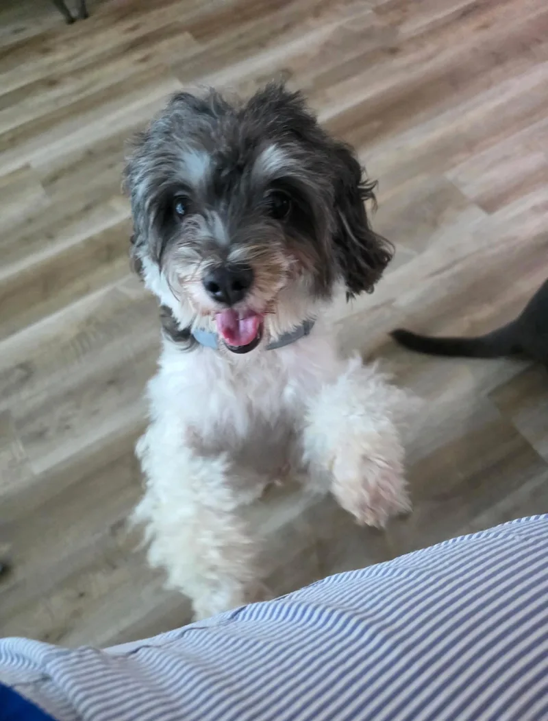 Oreo
