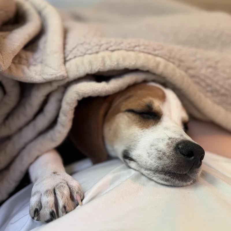 A baby medium-sized female White / Cream Beagle dog named Penelope for adoption in Rock Hill, SC
