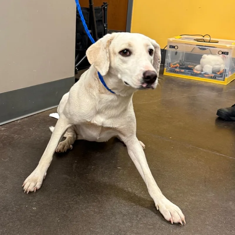 An adult medium-sized female White / Cream Labrador Retriever dog named Ember for adoption in Norman, OK