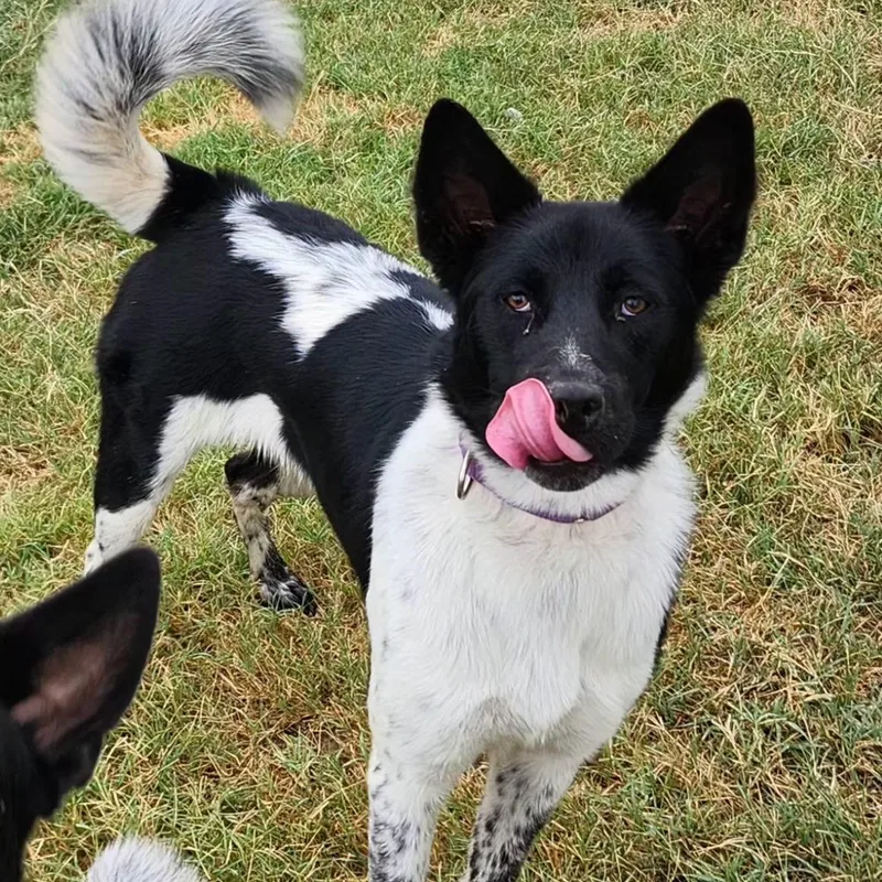 A young large-sized female Black Akita dog named Pixel for adoption in Weatherford, TX