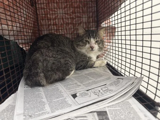 An adult medium-sized male Domestic Short Hair cat named Kit for adoption in Chatsworth, CA