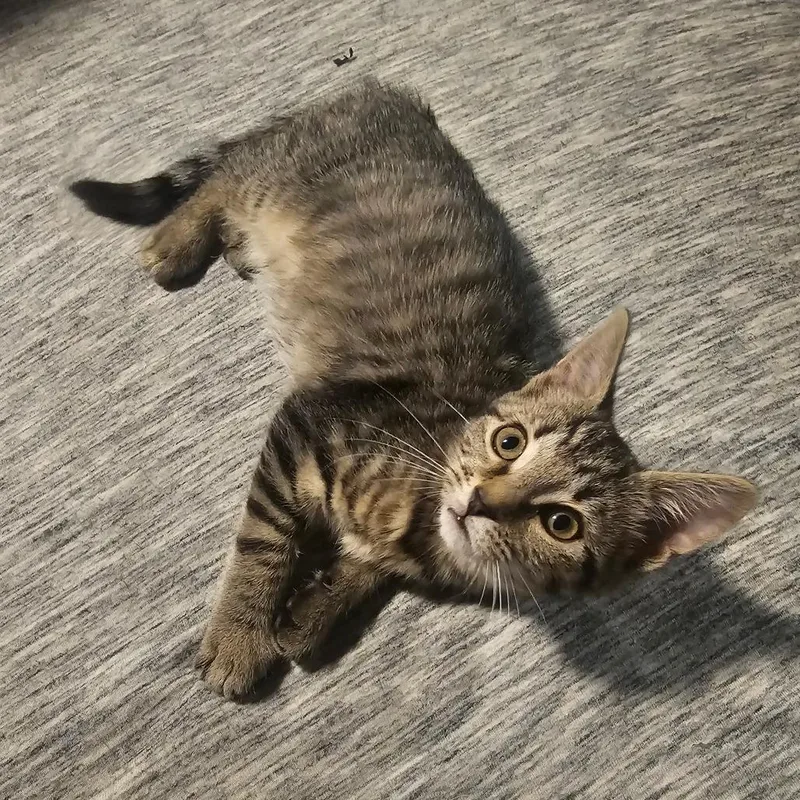 A baby small-sized male Brown / Chocolate Domestic Short Hair cat named Slytherin for adoption in Hedgesville, WV