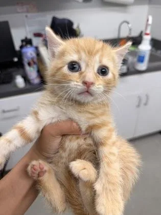 A baby small-sized female Domestic Short Hair cat named Saffron for adoption in West Chester, PA