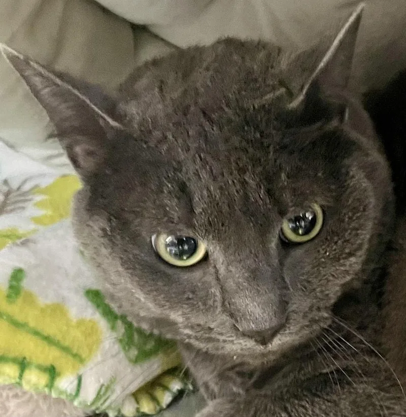 An adult large-sized male Gray / Blue / Silver Domestic Short Hair cat named Greg for adoption in Southbury, CT