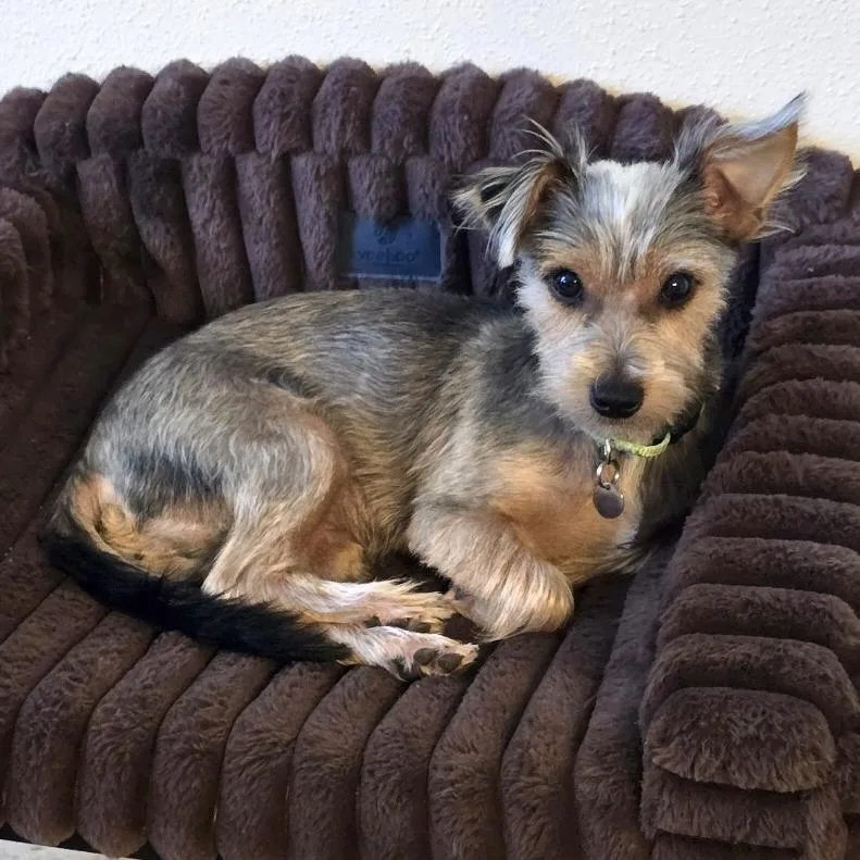 A young small-sized male Black Yorkshire Terrier dog named Ridge for adoption in Boerne, TX