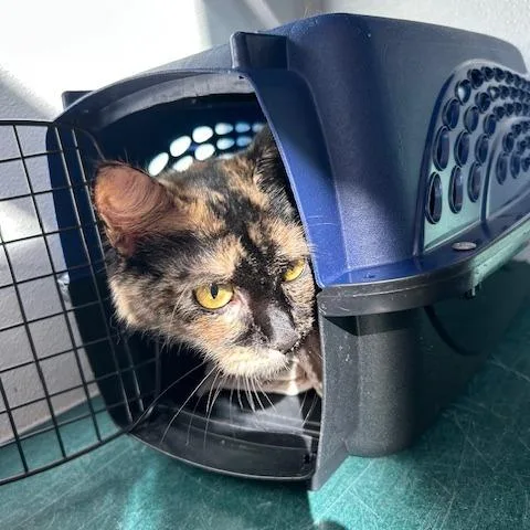 An adult medium-sized female Black Domestic Short Hair cat named Kali$ for adoption in Springfield, MA