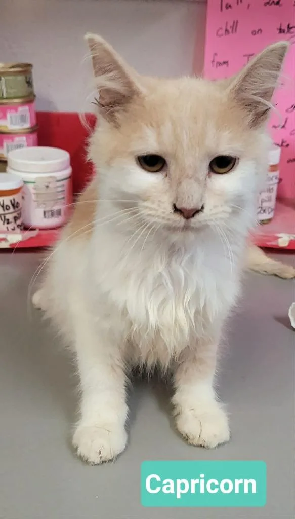A baby small-sized male Domestic Medium Hair cat named Capricorn for adoption in Richmond, IN
