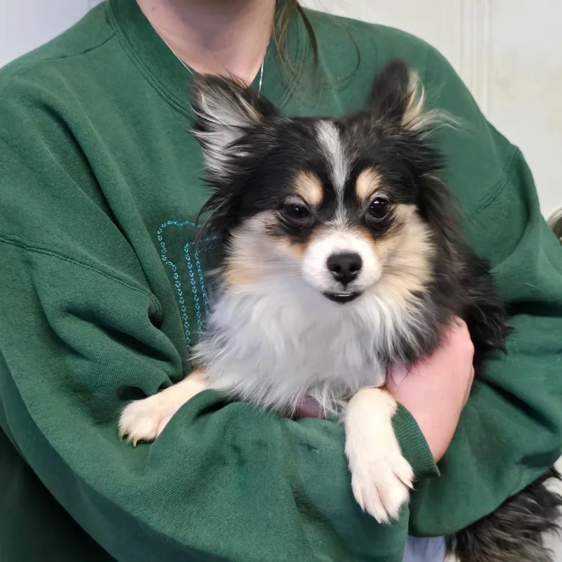 A young small-sized female Black Pomeranian dog named Avery Paige for adoption in Houston, TX