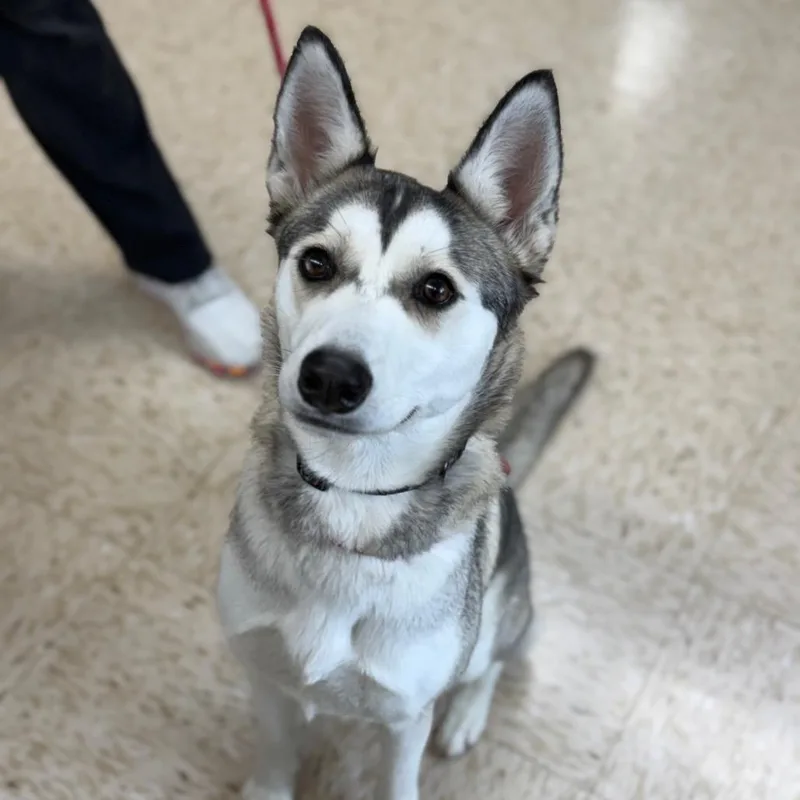 A young medium-sized female Gray / Blue / Silver Husky dog named Summit for adoption in Breese, IL